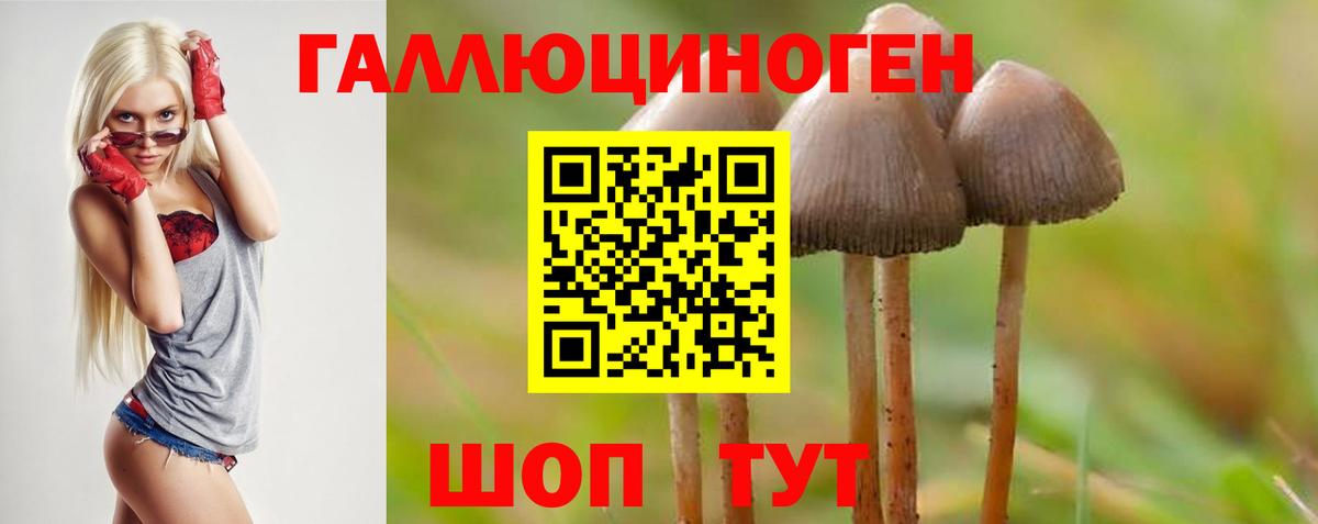 Калач-на-Дону  Псилоцибиновые грибы GOLDEN TEACHER  цена наркотик  Вход с VPN  Галлюциногенные грибы Cubensis 